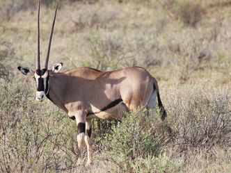 Samburu Game Reserve, Beisa-Oryx Samburu Game Reserve, Beisa-Oryx
