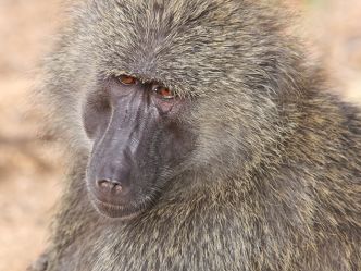 Samburu Game Reserve, Pavian Samburu Game Reserve, Pavian