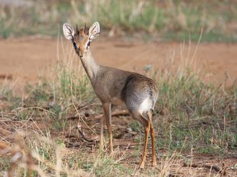 Samburu Game Reserve, Dik Dik Samburu Game Reserve, Dik Dik