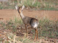 Samburu Game Reserve, Dik Dik