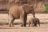Samburu Game Reserve, Elefanten