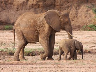 Samburu Game Reserve, Elefanten Samburu Game Reserve, Elefanten