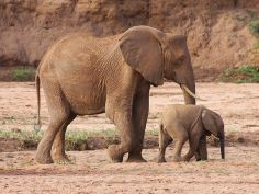 Samburu Game Reserve, Elefanten