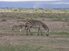 Samburu Game Reserve, Steppenzebra