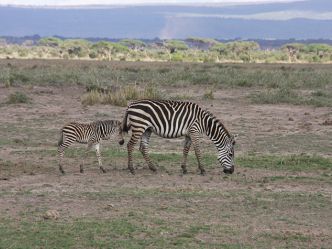 Samburu Game Reserve, Steppenzebra Samburu Game Reserve, Steppenzebra