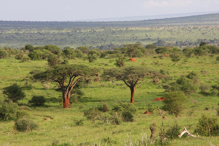 Tsavo National Park