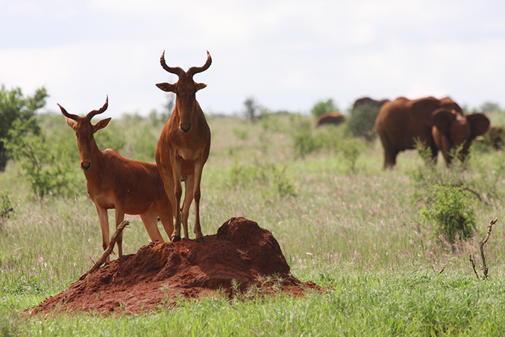 Tsavo National Park, Coke's Hartebeest