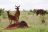 Tsavo National Park, Coke's Hartebeest
