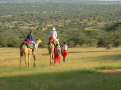 Laikipia - Camel Safari