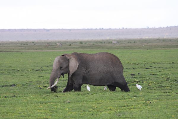 Amboseli & Tsavo Zugsafari