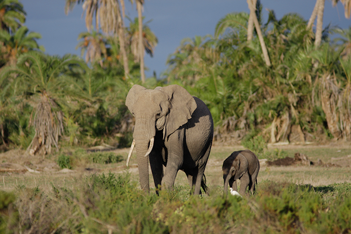 Great Kenya Safari - Elefanten im Amboseli National Park