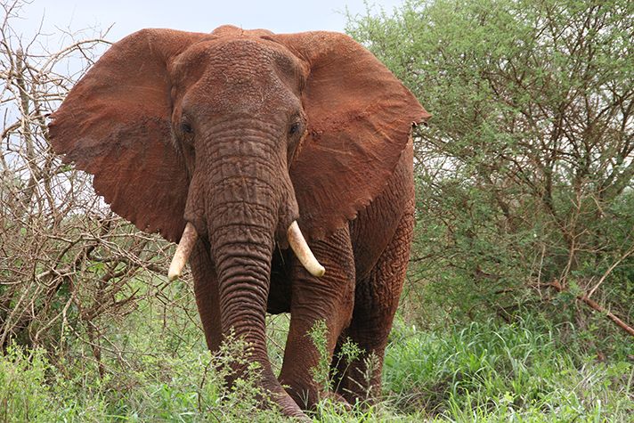 Great Kenya Safari - Elefant im Tsavo National Park