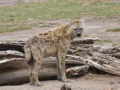 Great Kenya Safari - Hyäne im Amboseli National Park