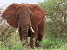 Great Kenya Safari - Elefant im Tsavo National Park