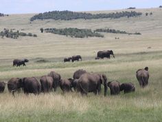 Great Kenya Safari - Elefanten im Masai Mara Game Reserve