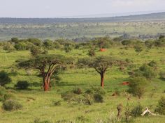 Great Kenya Safari - Landschaft im Tsavo National Park