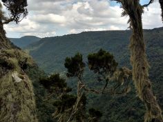 Kenya Camping Experience - Aberdare National Park