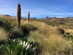 Kenya Camping Experience - Mount Kenya