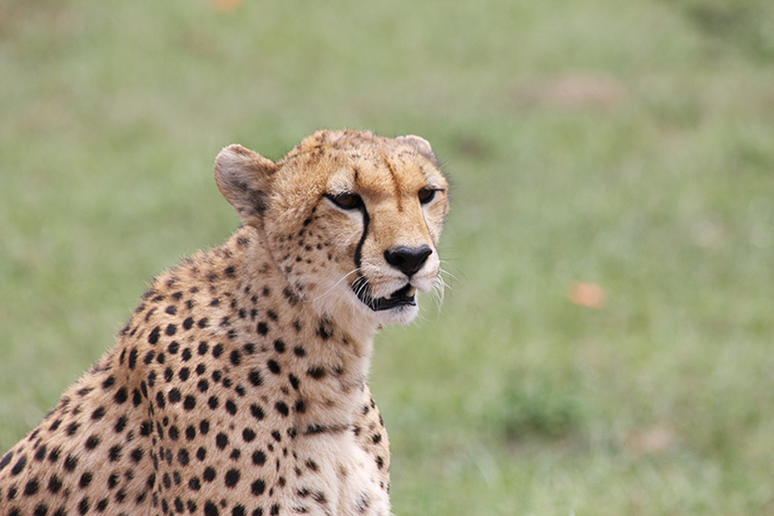 Kenya Highlights - Gepard in der Masai Mara