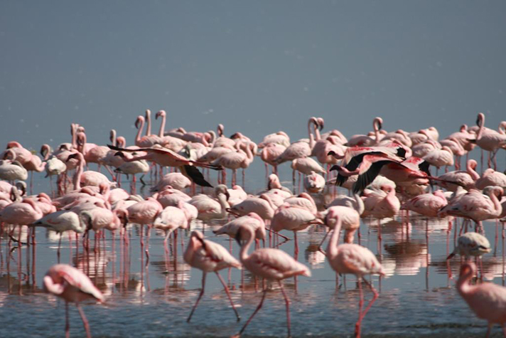 Kenya Highlights - Lake Nakuru