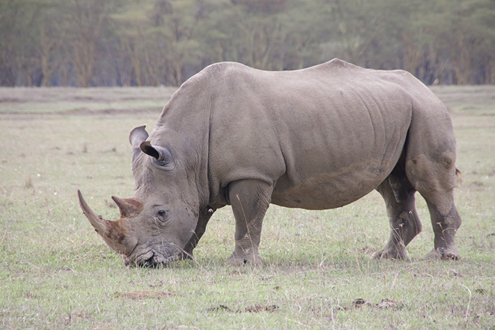 Kenya Highlights - Lake Nakuru