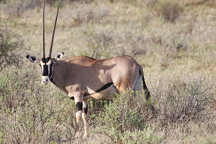 Kenya Highlights - Oryx im Samburu Game Reserve