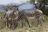 Kenya Highlights - Grevy Zebras im Samburu Game Reserve