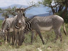 Kenya Highlights - Grevy Zebras im Samburu Game Reserve