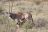 Kenya Highlights - Oryx im Samburu Game Reserve