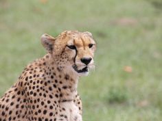 Masai Mara Lodge Safari - Gepard in der Masai Mara