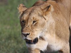 Masai Mara Lodge Safari - Löwin in der Masai Mara