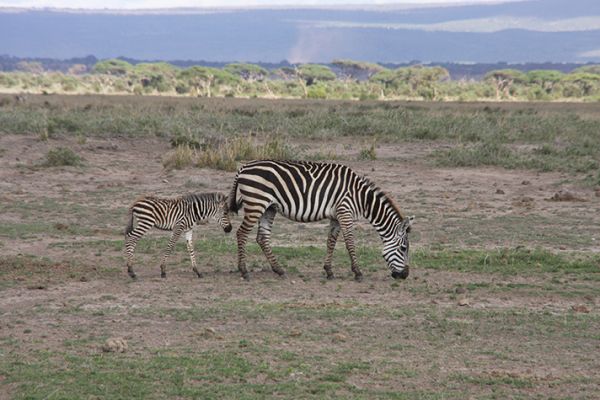 Wild Kenya Safari