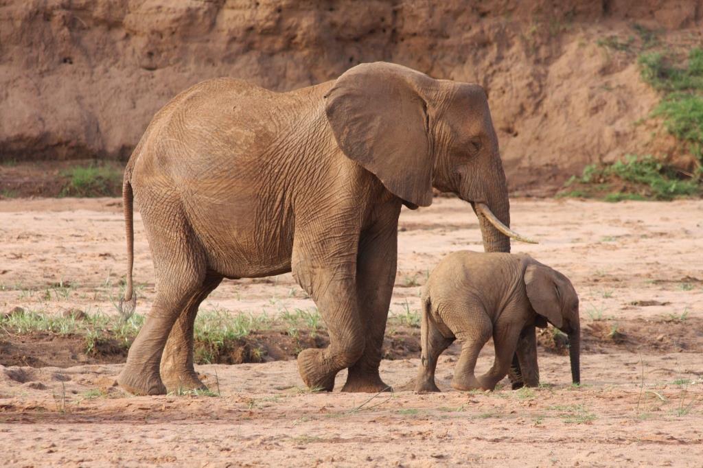 Elefanten im Samburu National Park