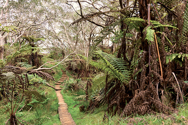 La Réunion -Forêt de Belouve