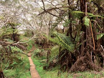 La Réunion -Forêt de Belouve La Réunion -Forêt de Belouve