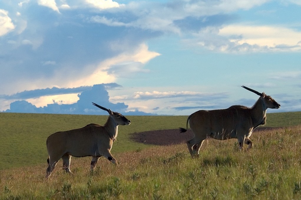 Nyika National Park - Elanantilopen