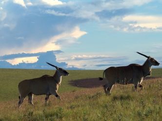Nyika National Park - Elanantilopen Nyika National Park - Elanantilopen