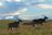 Nyika National Park - Elanantilopen