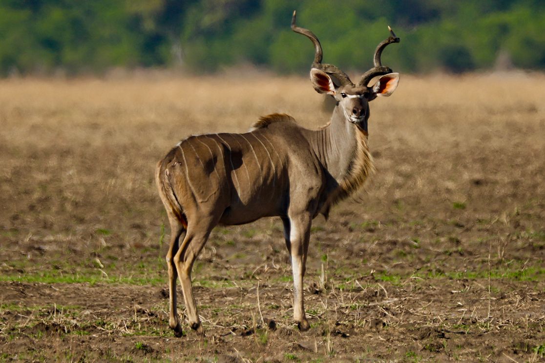 Liwonde National Park