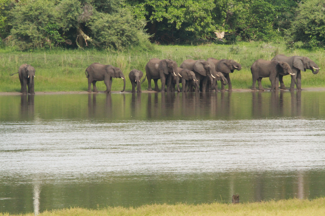 Liwonde National Park