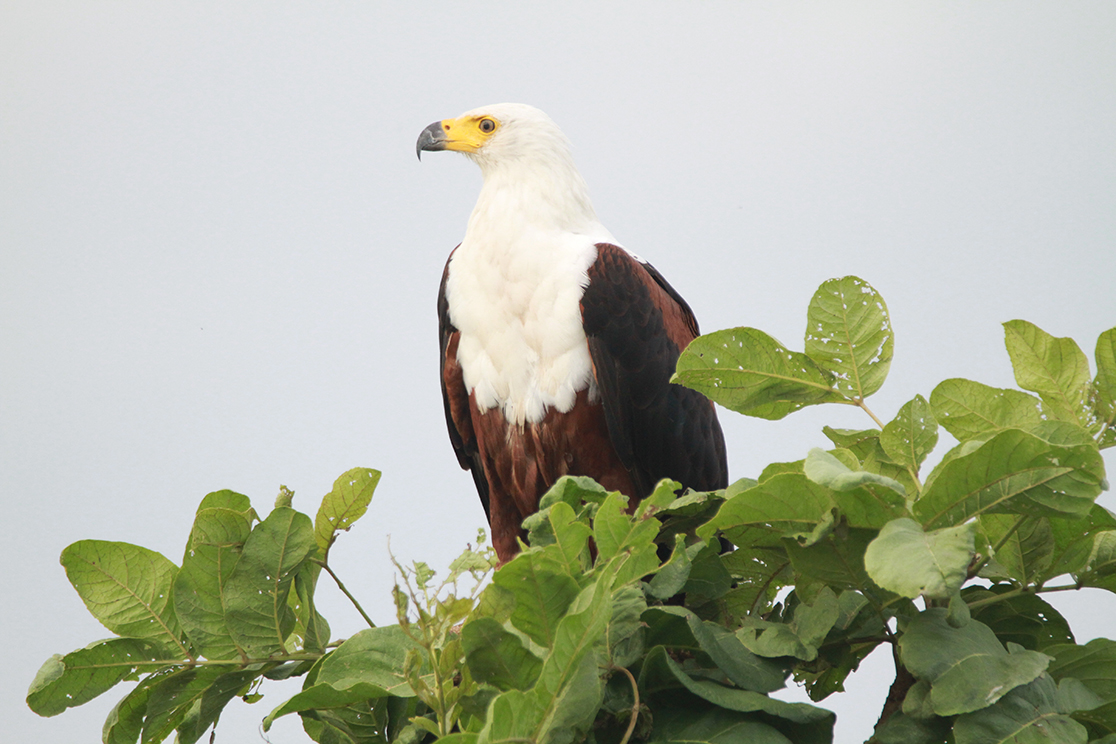 Liwonde National Park