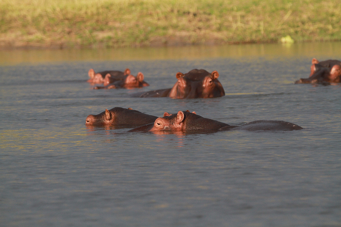 Liwonde National Park