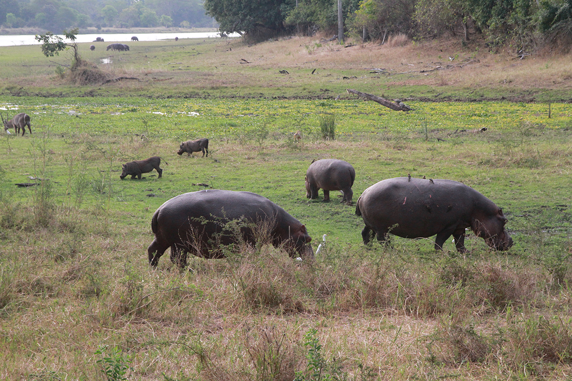 Liwonde National Park