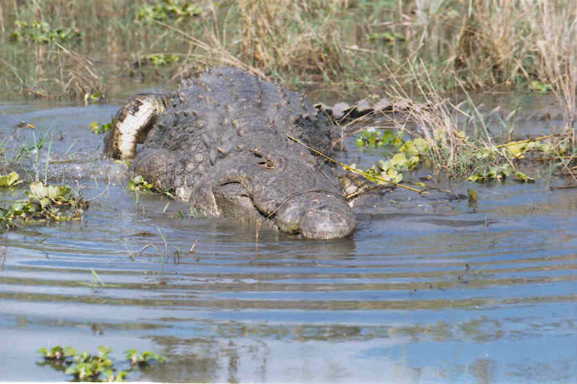 Liwonde National Park