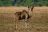 Liwonde National Park