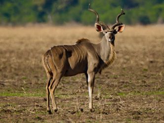 Liwonde National Park Liwonde National Park