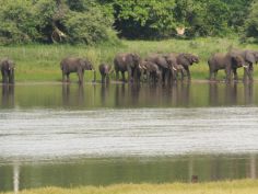 Liwonde National Park