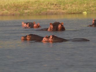 Liwonde National Park Liwonde National Park