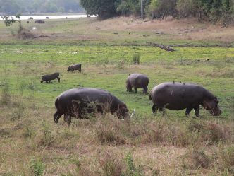 Liwonde National Park Liwonde National Park
