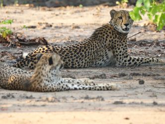 Liwonde National Park Liwonde National Park